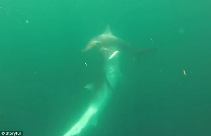 美国男子拍下虎鲨和双髻鲨两条海中霸王决斗场面