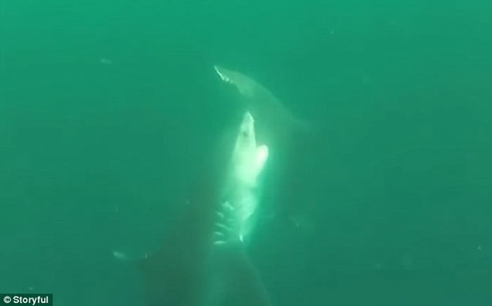 美国男子拍下虎鲨和双髻鲨两条海中霸王决斗场面