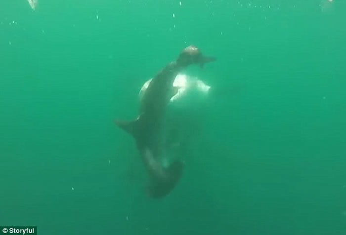 美国男子拍下虎鲨和双髻鲨两条海中霸王决斗场面