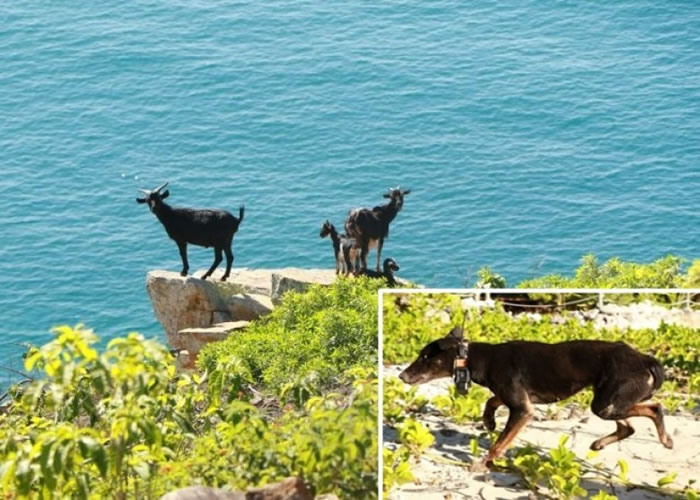 当局将派出澳洲野犬(小图)猎杀野山羊。