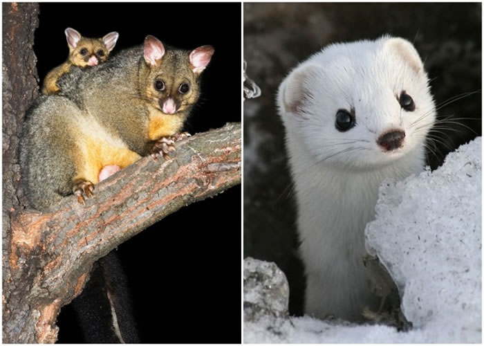 ����ָҪ�����������ͼ������������ͼ�����������ࡣ