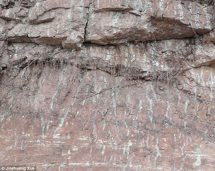 ����ά��ֲ���Ŵ��ṩ����������и�������֤��