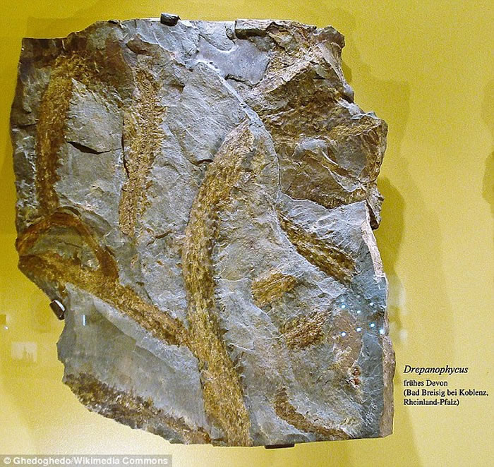 ����ά��ֲ���Ŵ��ṩ����������и�������֤��