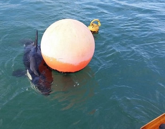 鲍勃只与浮标为伴。