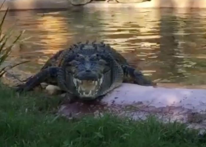 澳洲动物园鳄鱼塑料瓶卡喉 职员用木棒挑衅迫其吐出