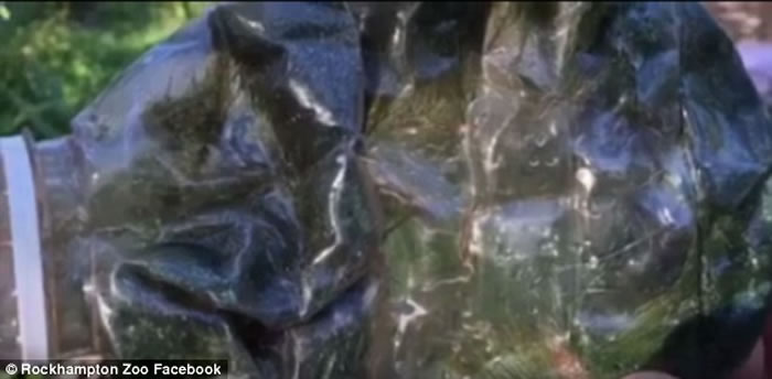 澳洲动物园鳄鱼塑料瓶卡喉 职员用木棒挑衅迫其吐出