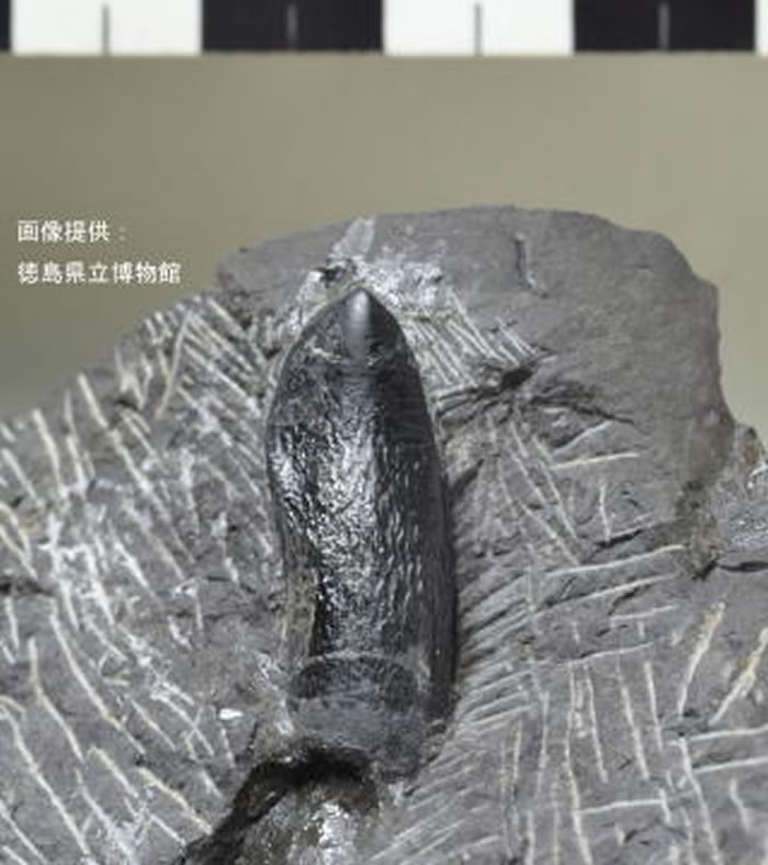 日本德岛1.3亿年前白垩纪地层中发现国内最古老蜥脚类恐龙牙齿化石
