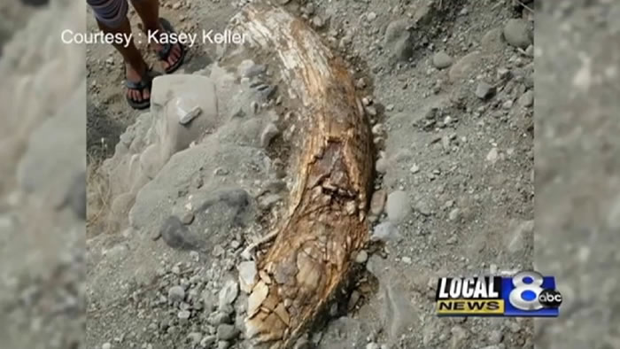 美国爱达荷州男子在自家碎石坑中发现万年前长毛象象牙
