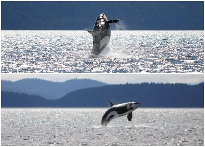 �ٴγ��ֵġ������̡����ѧ��Ϊ���ĳ����𾪡�