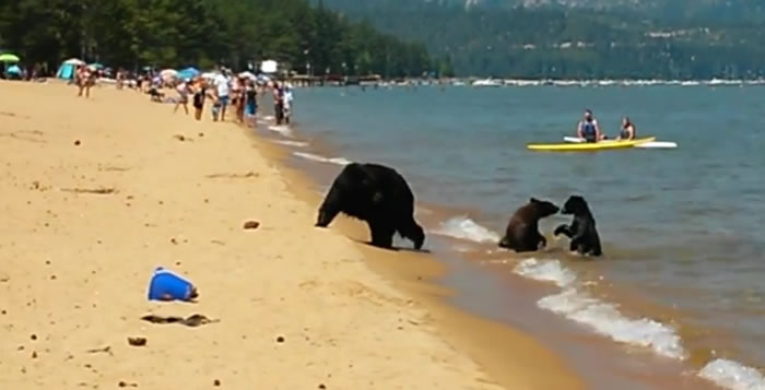 �������ݾ���3ֻ�����ں��г�Ӿ