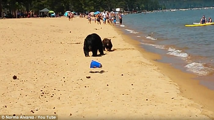 �������ݾ���3ֻ�����ں��г�Ӿ