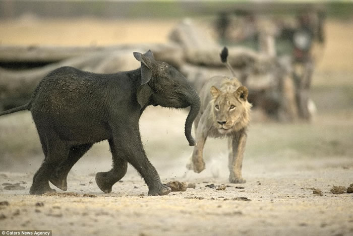 ֮ʳ򣺽ͲΤʨС󵱴