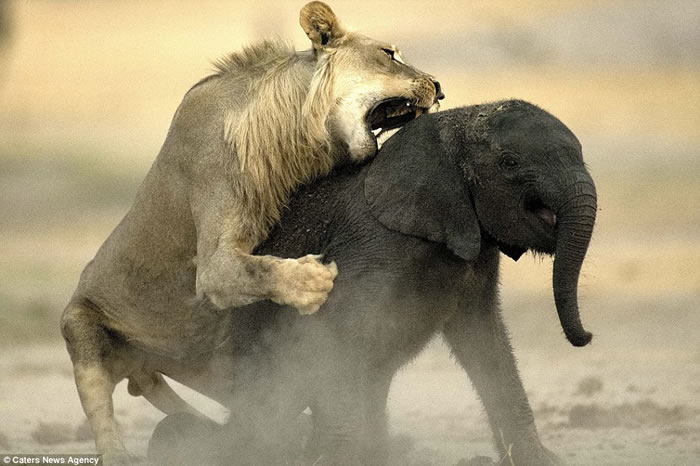 ֮ʳ򣺽ͲΤʨС󵱴