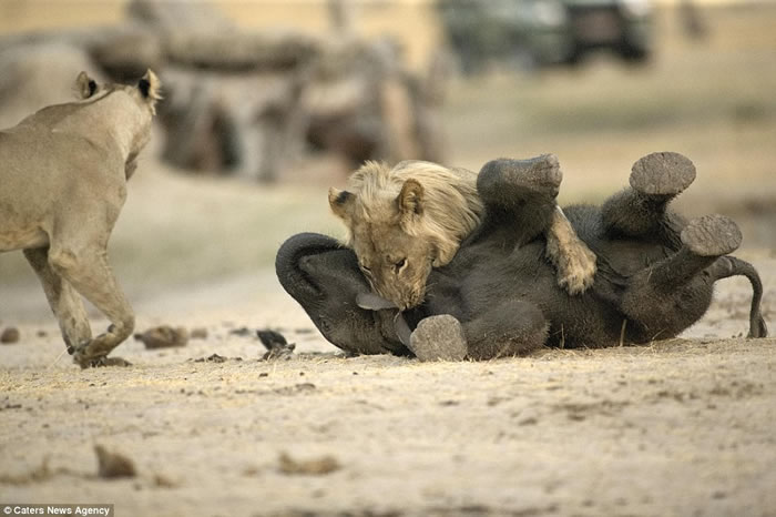 ֮ʳ򣺽ͲΤʨС󵱴