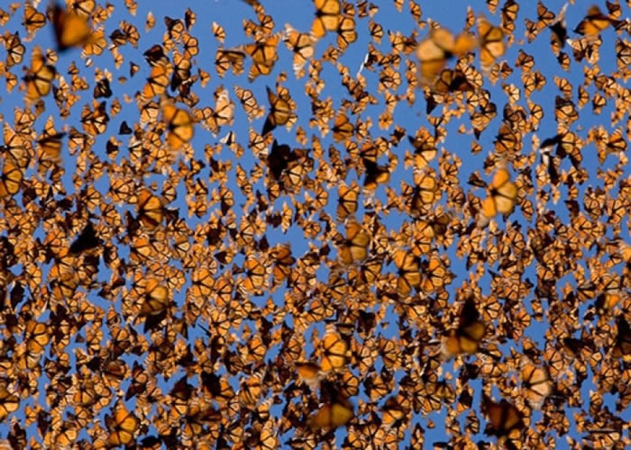 每年秋季,众多帝王斑蝶南下到墨西哥度过严冬。