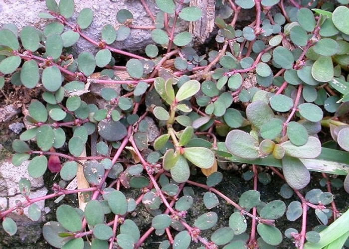 斑蝶赖以生存的乳草减少,继而影响它们哺育下一代。