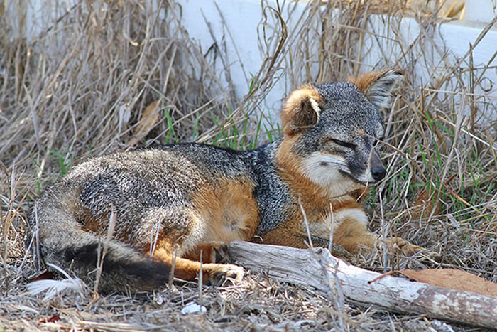 �������������ݵ���Һ������ӵ�6000��ֻ �������Σ���������г���