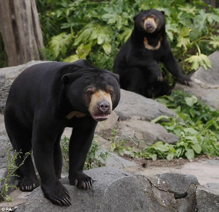 马来西亚沙巴2名男子涉嫌非法猎杀保育动物马来太阳熊 神秘的地球 科学自然地理探索