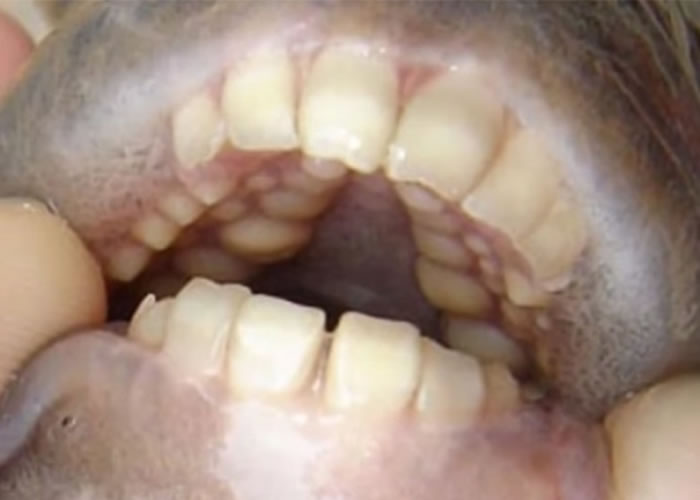 ����������������Ъ��������һ������ʳ����