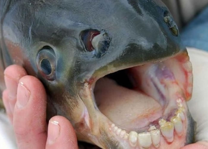 ����ʳ��������ݷ���