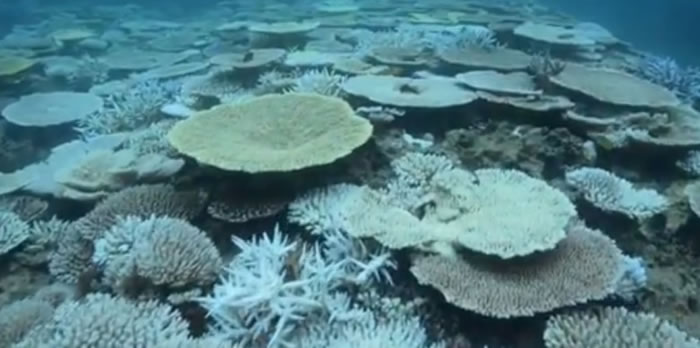 珊瑚白化相信是因海水温度上升造成。