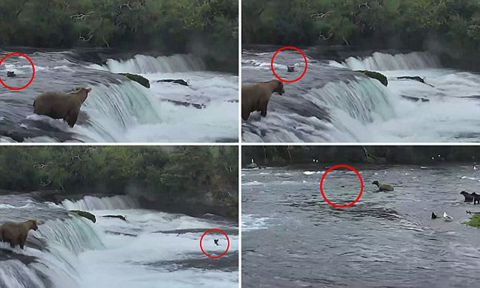 ��������˹�ӿ��������ҹ�԰�����¾�3ֻ���ٲ����ߵ�С��