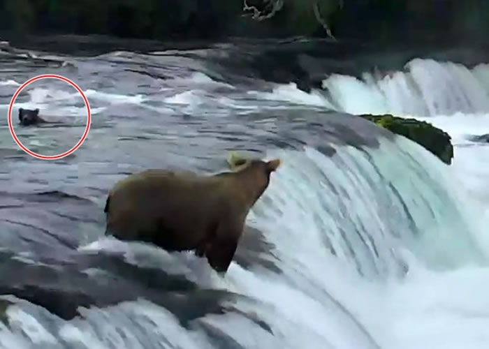 ��������˹�ӿ��������ҹ�԰�����¾�3ֻ���ٲ����ߵ�С��