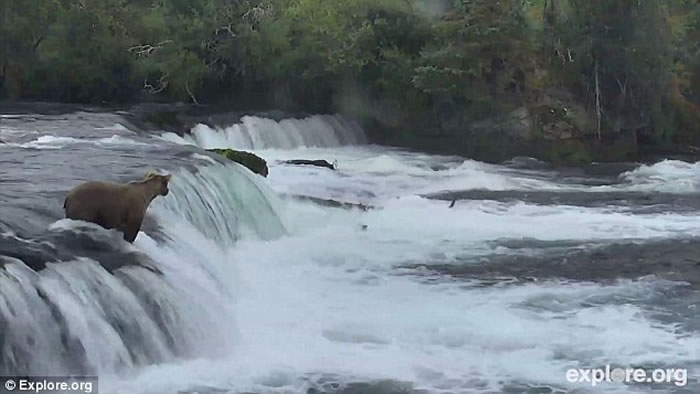 ��������˹�ӿ��������ҹ�԰�����¾�3ֻ���ٲ����ߵ�С��