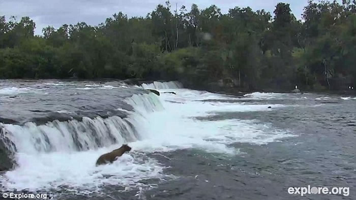 ��������˹�ӿ��������ҹ�԰�����¾�3ֻ���ٲ����ߵ�С��