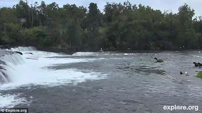 ��������˹�ӿ��������ҹ�԰�����¾�3ֻ���ٲ����ߵ�С��