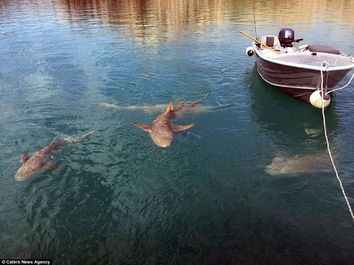 澳洲老夫妇出海钓鱼 小船被鲨鱼和鳄鱼同时围住