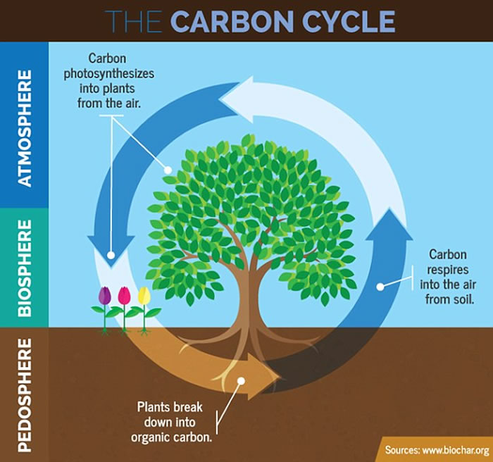 陆地植物的出现与进化可能解释地球大气如何变得富氧