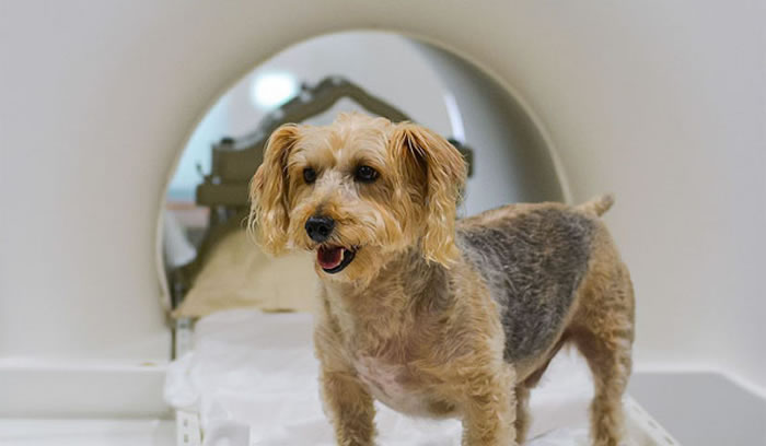 �о���Ա����15ֻ��ͬƷ�ֵĹ���ʾ��Ʒ�����Խ�����ͬʱɨ�������ǵĴ���