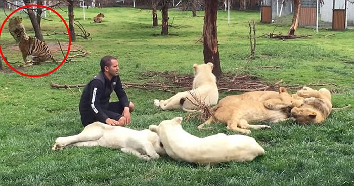 墨西哥动物园花豹从身后想袭击饲养员 老虎挺身而出阻拦