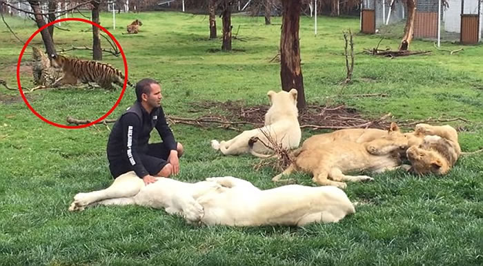 墨西哥动物园花豹从身后想袭击饲养员 老虎挺身而出阻拦