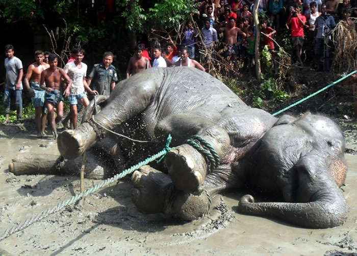 兽医向大象注射麻醉药。