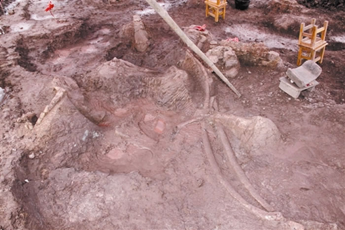 广西扶绥县山圩镇那派盆地再次发现恐龙化石群