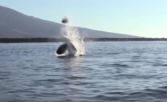 厄瓜多尔加拉巴哥群岛虎鲸把海龟抛向空中 玩几分钟后才吃下肚