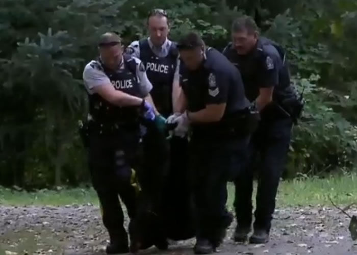 涉事黑熊最后被杀。