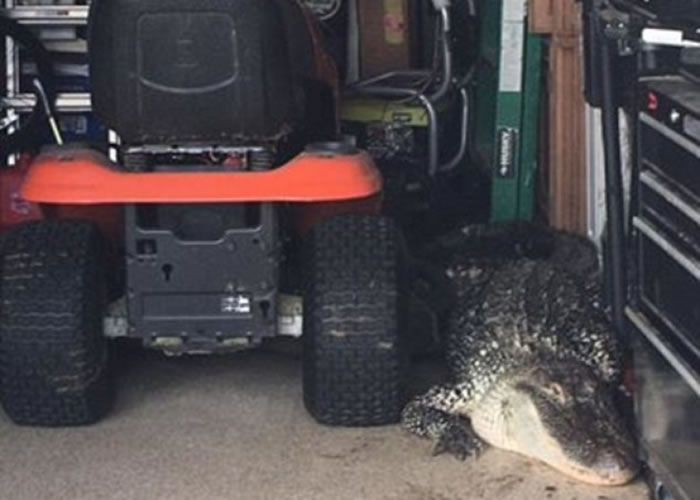 ���������е�������