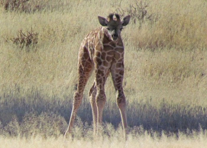 瓦尔的照片中，长颈鹿仿佛没有了颈项。