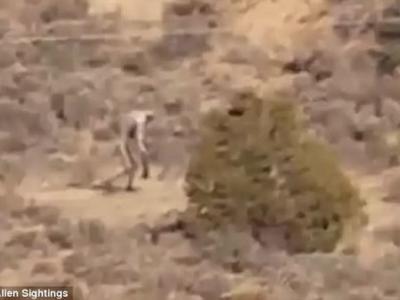 传说中的吸血怪物"卓柏卡布拉"现身葡萄牙?远处的鸟发出怪异叫声 - 神秘的地球 科学|自然|地理|探索