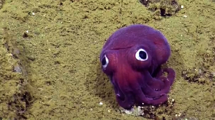 ������Ǳ�о���EVNautilus�ڼ��ݺ������ִ��۾��ȱ�����Rossia pacifica