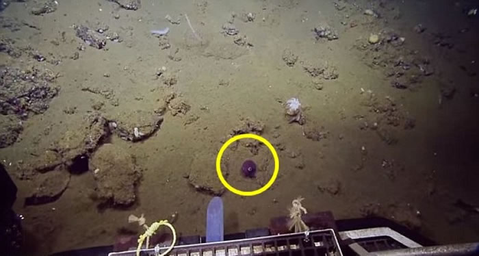 美国深潜研究船EVNautilus在加州海床发现大眼睛萌爆鱿鱼Rossia pacifica