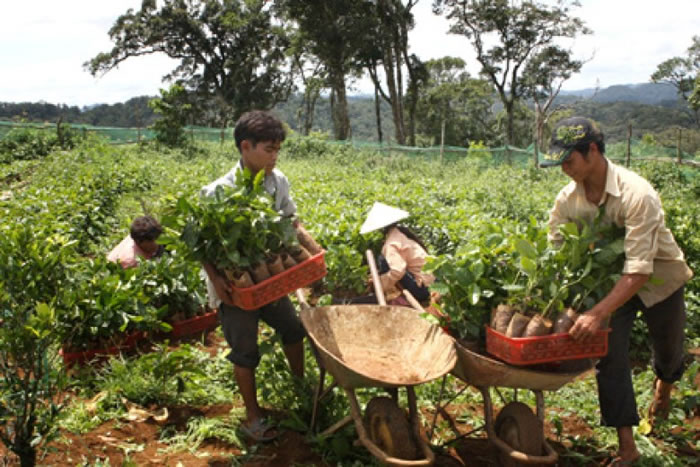 ��Щ��������ð�����ġ��ڽ𡱣���δ��Ϊũ������ȶ������