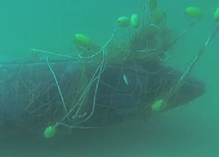 黄金海岸于2014年亦曾发生同类型事件。