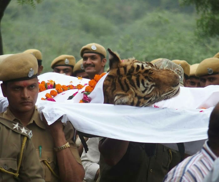 曾打赢四米巨鳄的印度“最强母老虎”Machli去世