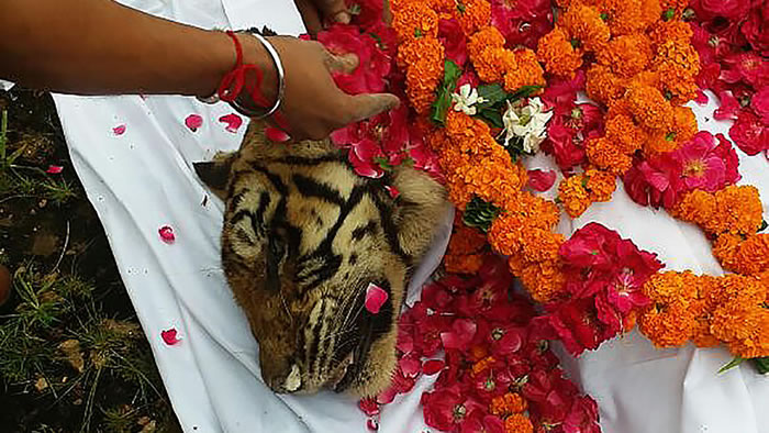 曾打赢四米巨鳄的印度“最强母老虎”Machli去世