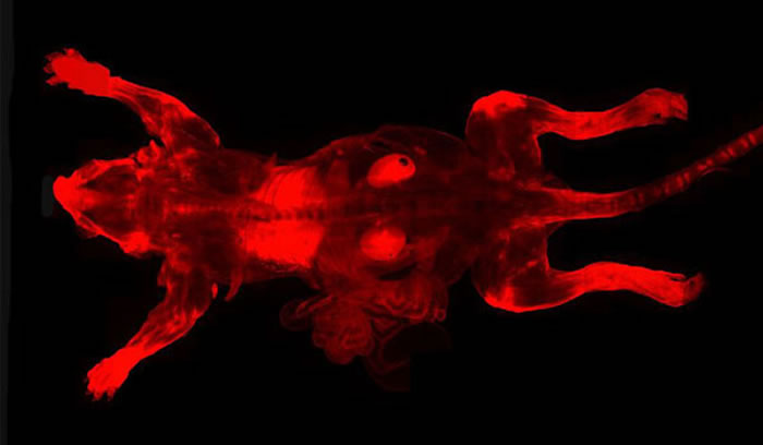 uDISCO�������԰����������͸��