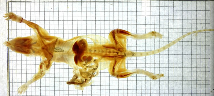 uDISCO�������԰����������͸��